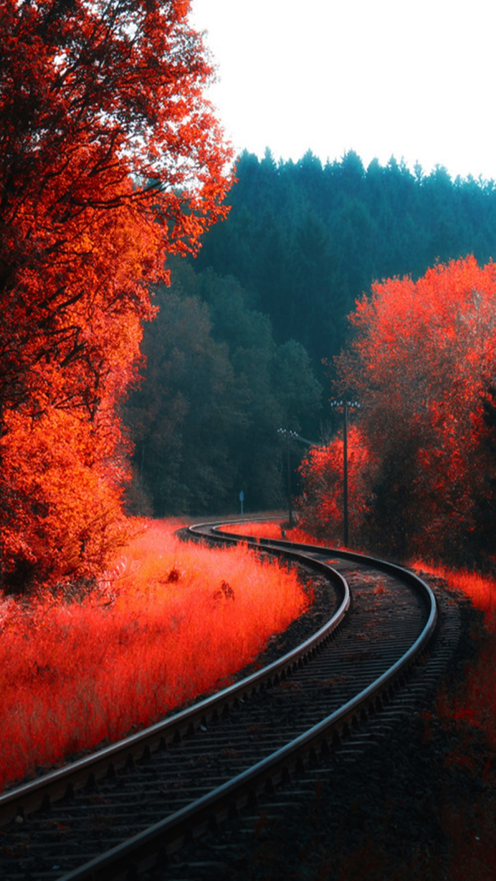 Il y a une voie de train qui passe à travers les bois (beau, paysage)