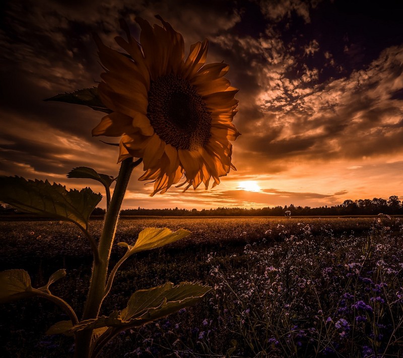 Un primer plano de un girasol en un campo con un atardecer de fondo (palma, árboles)