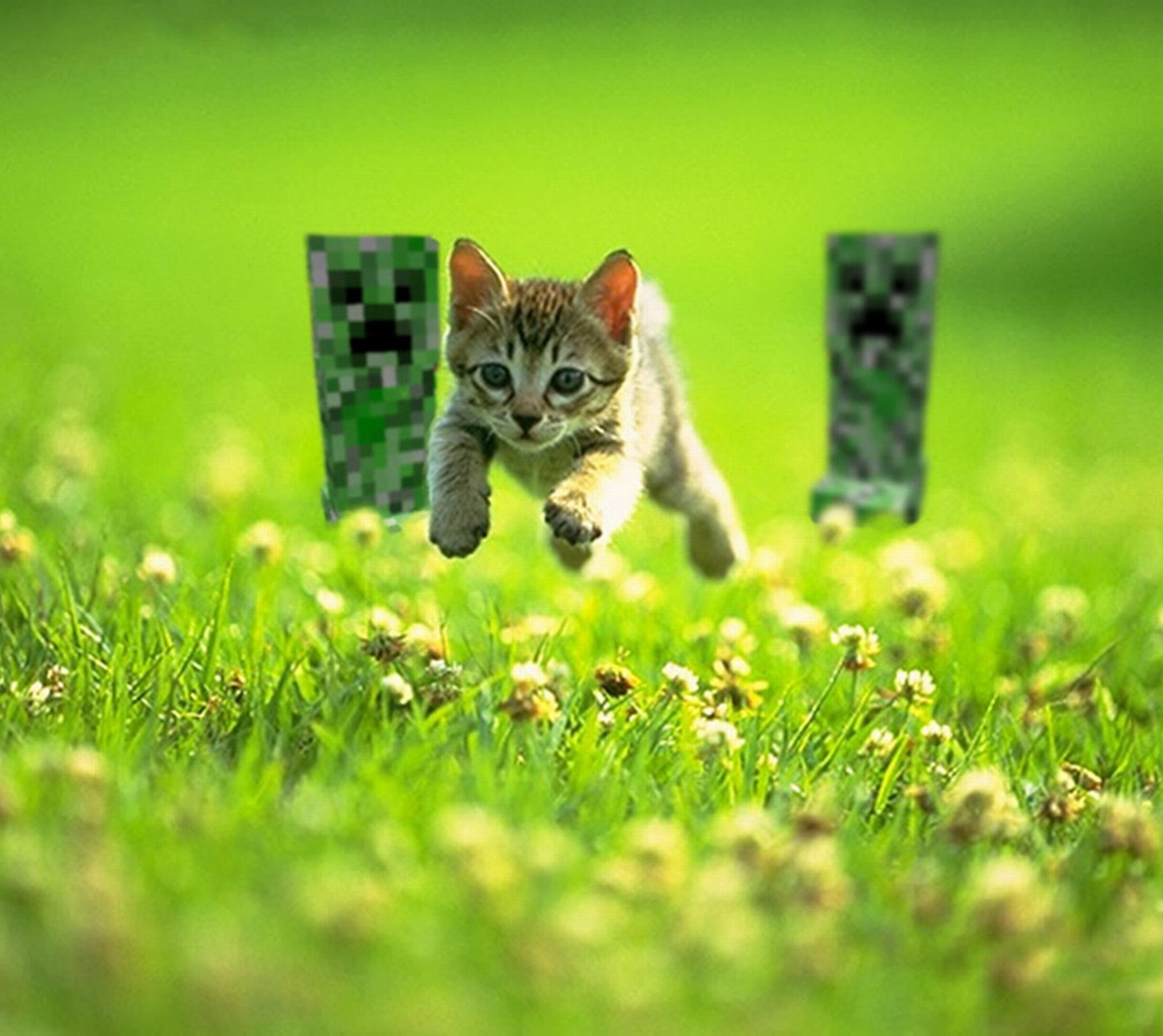 Há um gato pulando sobre uma cerca na grama (animal, animal de estimação)