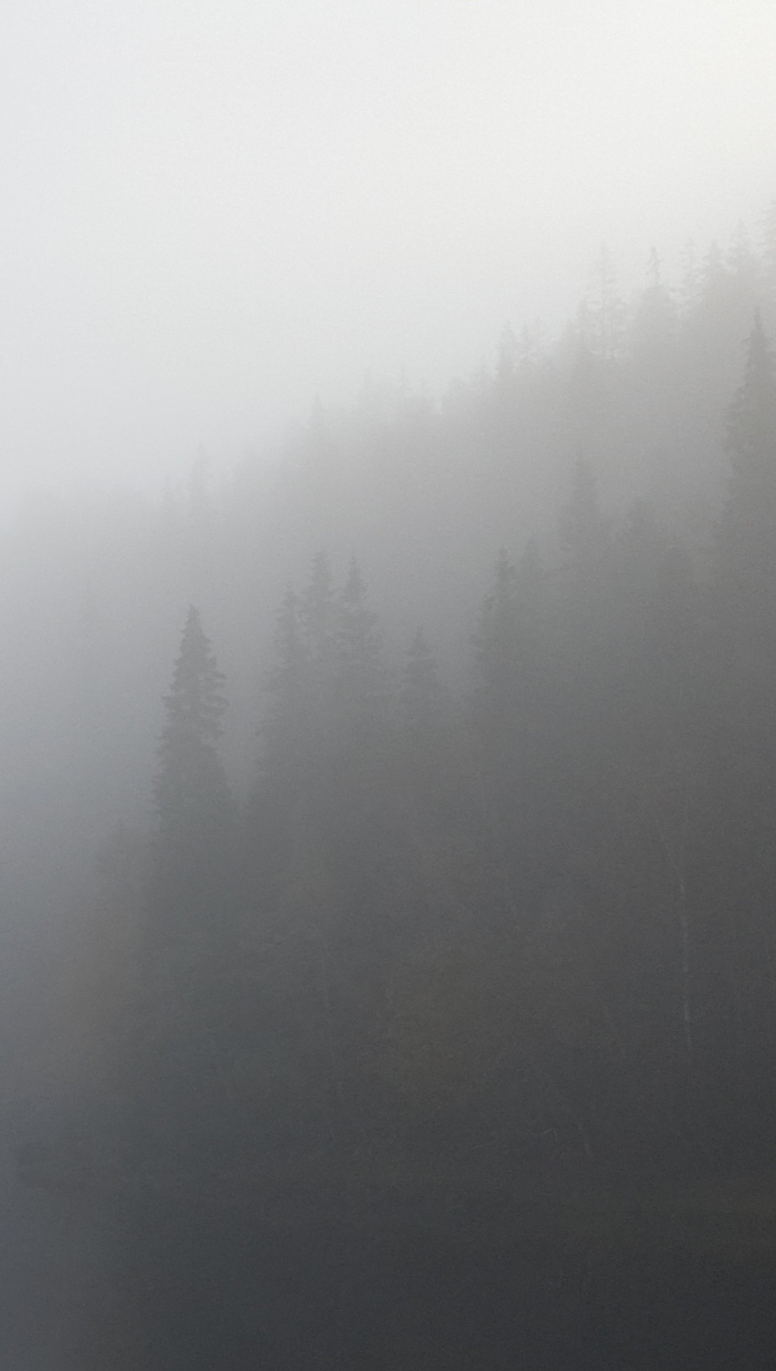 Il y a un bateau flottant sur l'eau dans le brouillard (marron, brume, brumeux, forêt, gris)