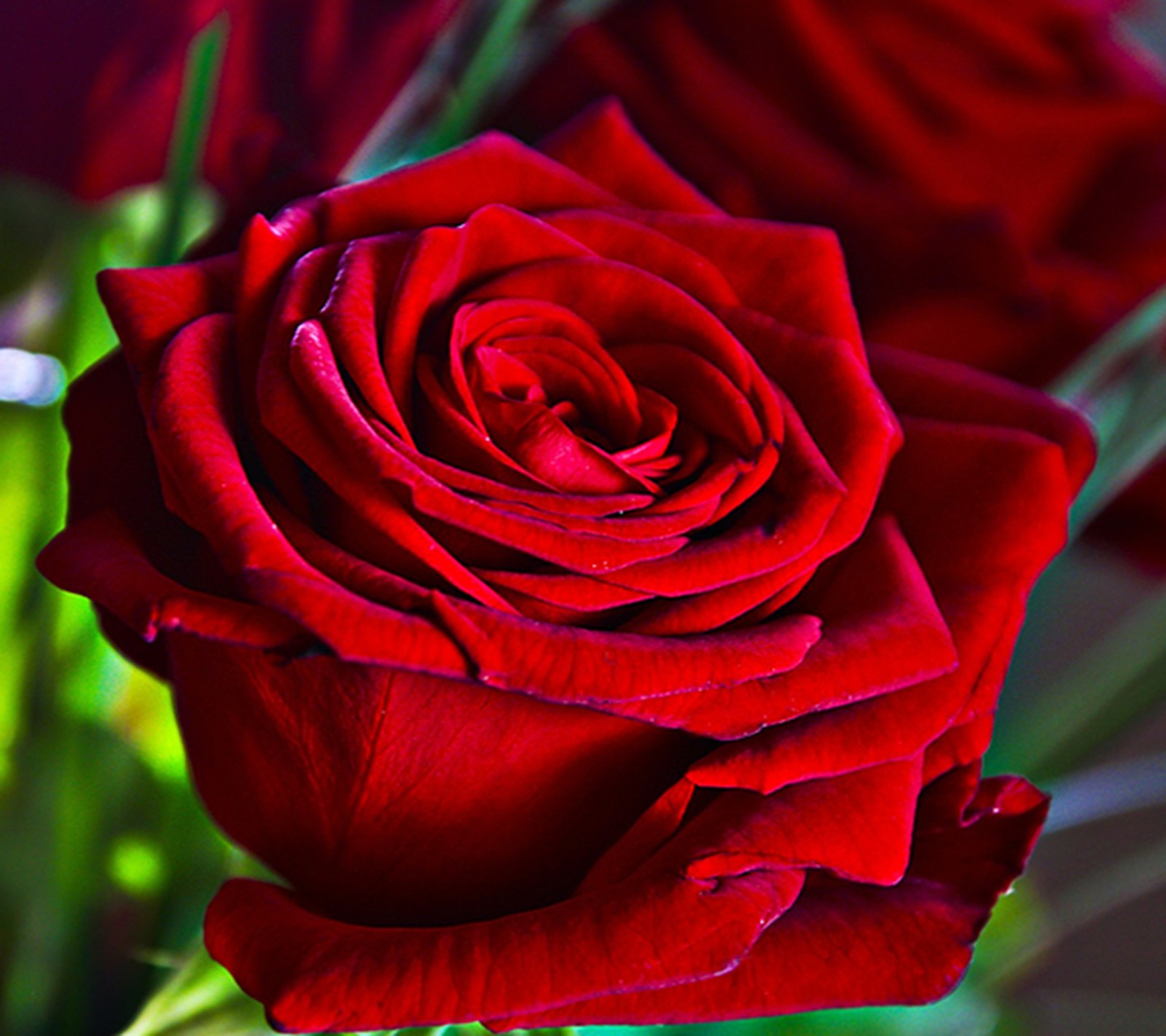 Un gros plan d'une rose rouge dans un vase (rouge, rose)