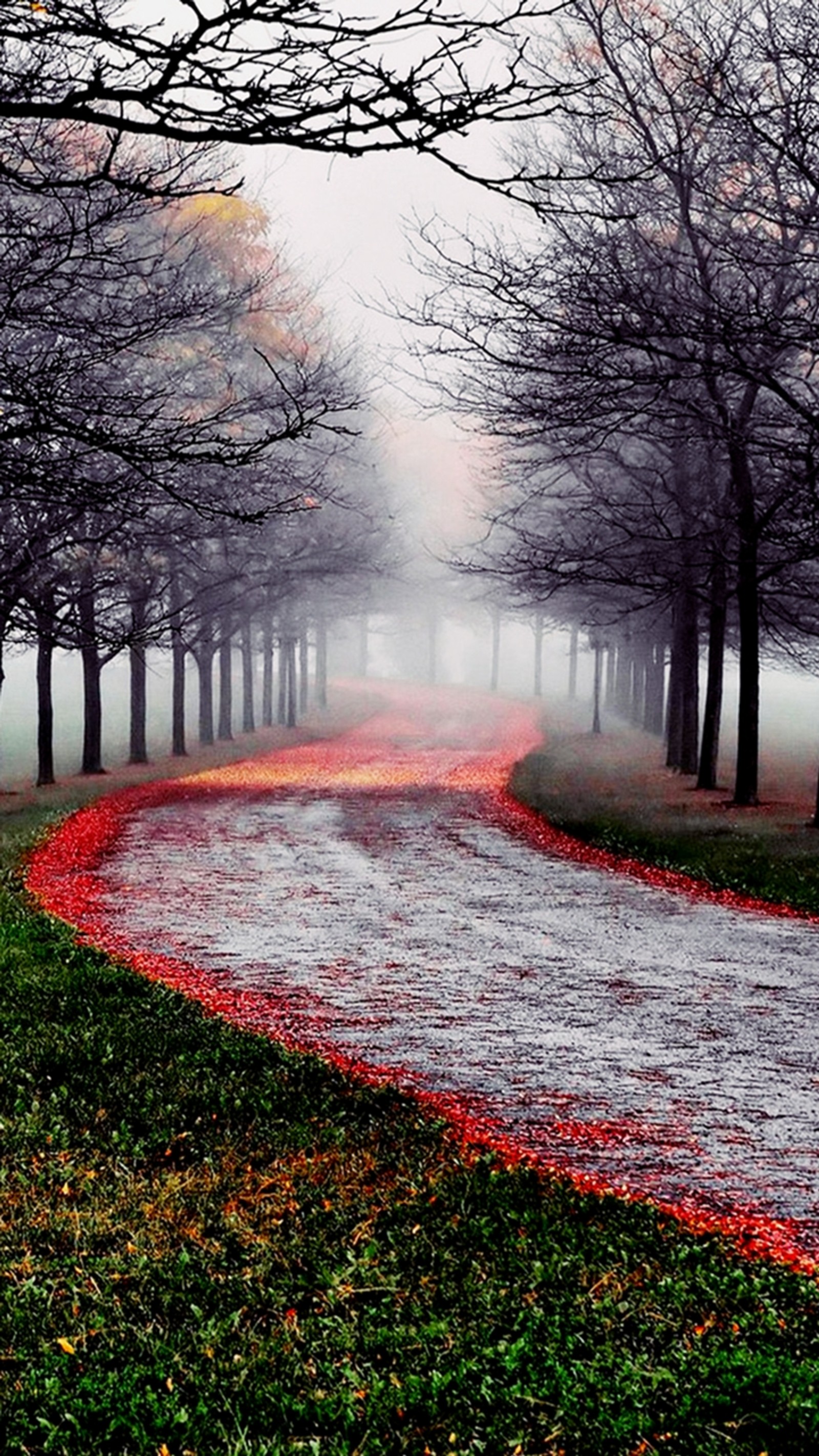 Descargar fondo de pantalla frío, genial, niebla, brumoso, natural