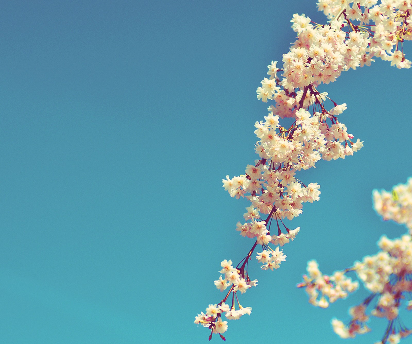 There is a bird sitting on a branch of a tree (blossom, colorful, flowers, nature)