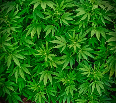 Vibrant Green Cannabis Leaves and Buds