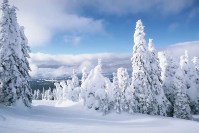 Schneebedeckte Tannenbäume unter einem klaren blauen Himmel in einer Winterlandschaft.