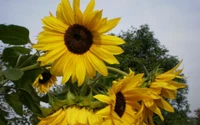 Lebendige Sonnenblumen in voller Blüte