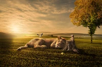 Moments ludiques : Un mignon petit garçon avec un lion au coucher du soleil