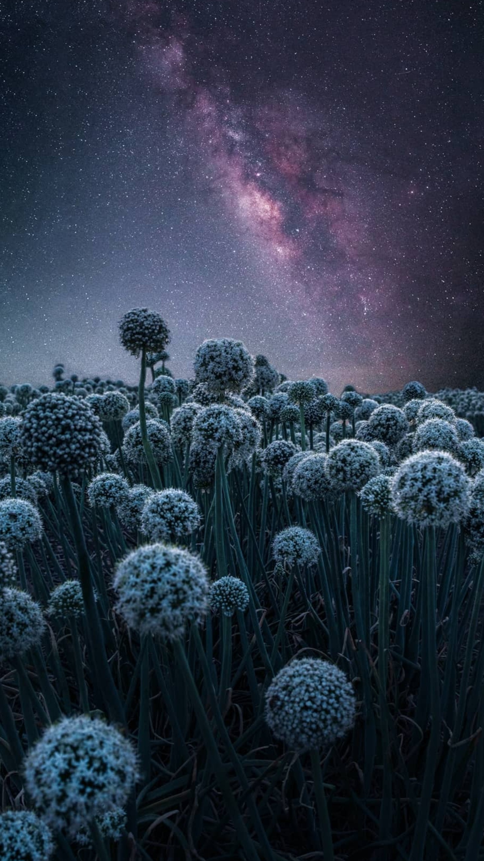 Lade natur, atmosphäre, blume, licht, naturumgebung Hintergrund herunter