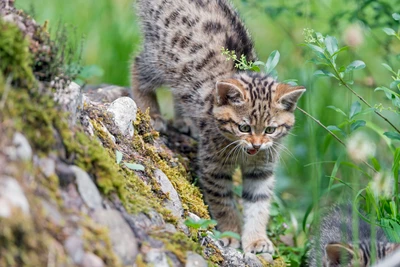 Gatinho selvagem brincalhão explorando seu habitat natural em meio à vegetação