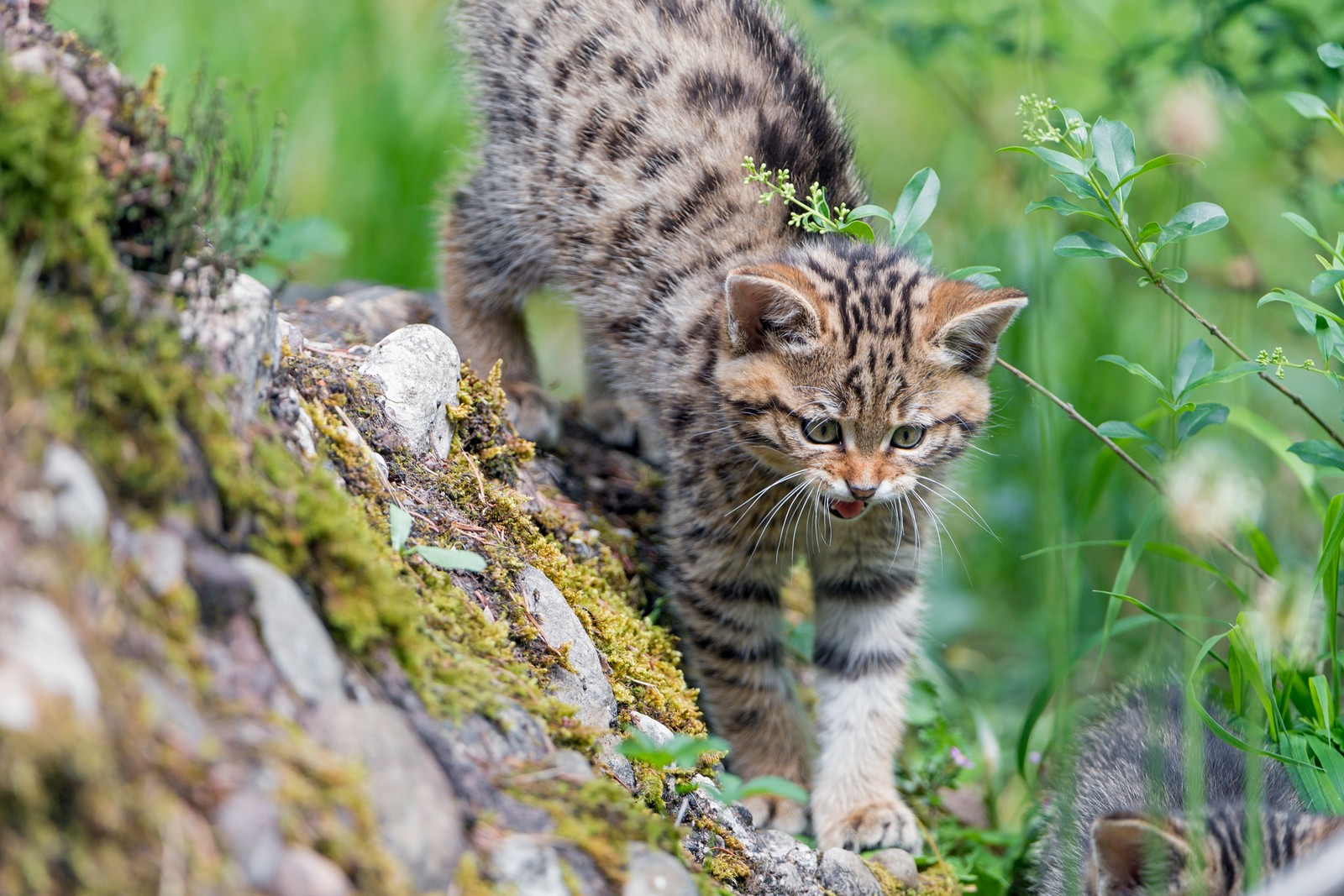 Кот гуляет по камню в траве (кот, котёнок, дикая кошка, felidae, усы)