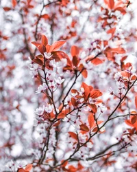 Kirschblütenzweig mit roten Blättern im Frühling