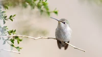 Annas Hummingbird perched gracefully on a twig among lush greenery, showcasing its delicate features and vibrant cuteness.