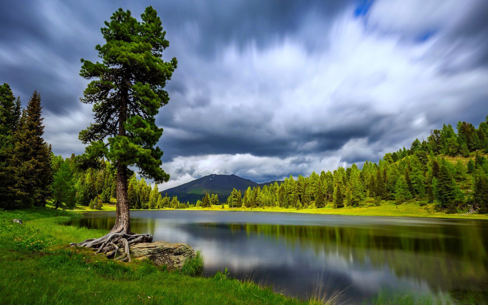 A large tree sitting on the bank of a lake next to a forest (reflection, nature, water, tree, lake)