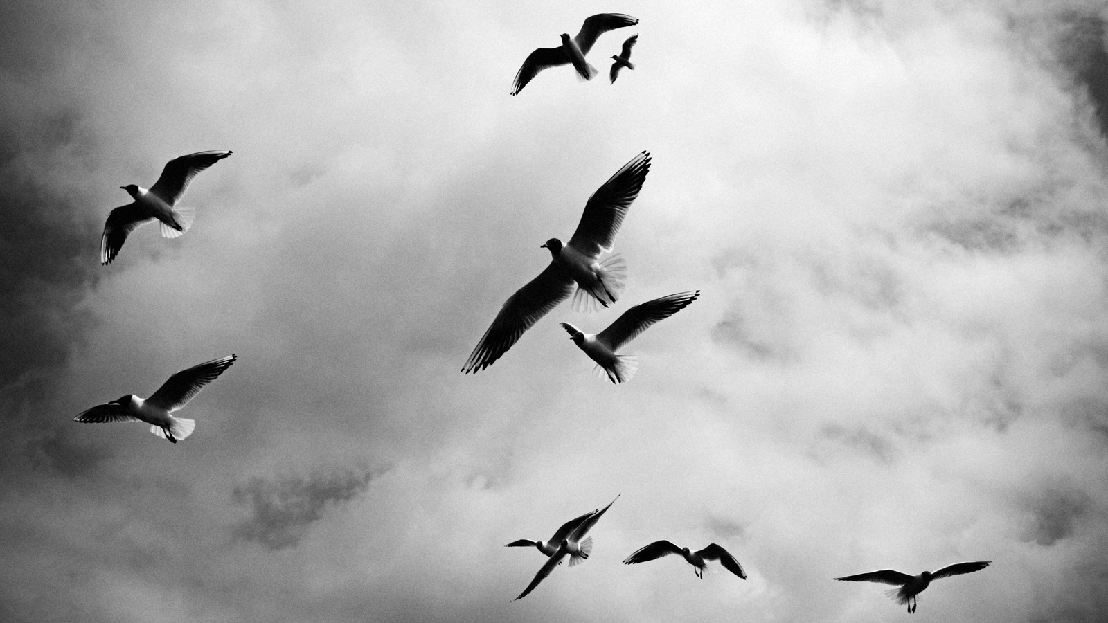 seabird, bird, bird migration, animal migration, monochrome wallpaper