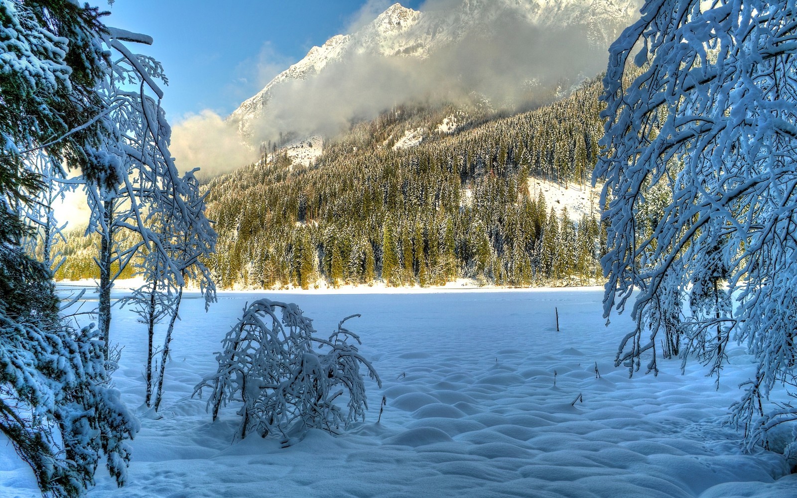 Árboles nevados y suelo cubierto de nieve frente a una montaña (nieve, naturaleza, árbol, agua, congelación)