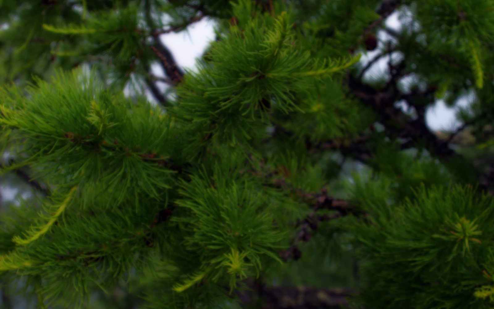 Gros plan sur un pin avec un oiseau perché dessus (végétation, épicéa, pinheiro, mélèze, sapin)