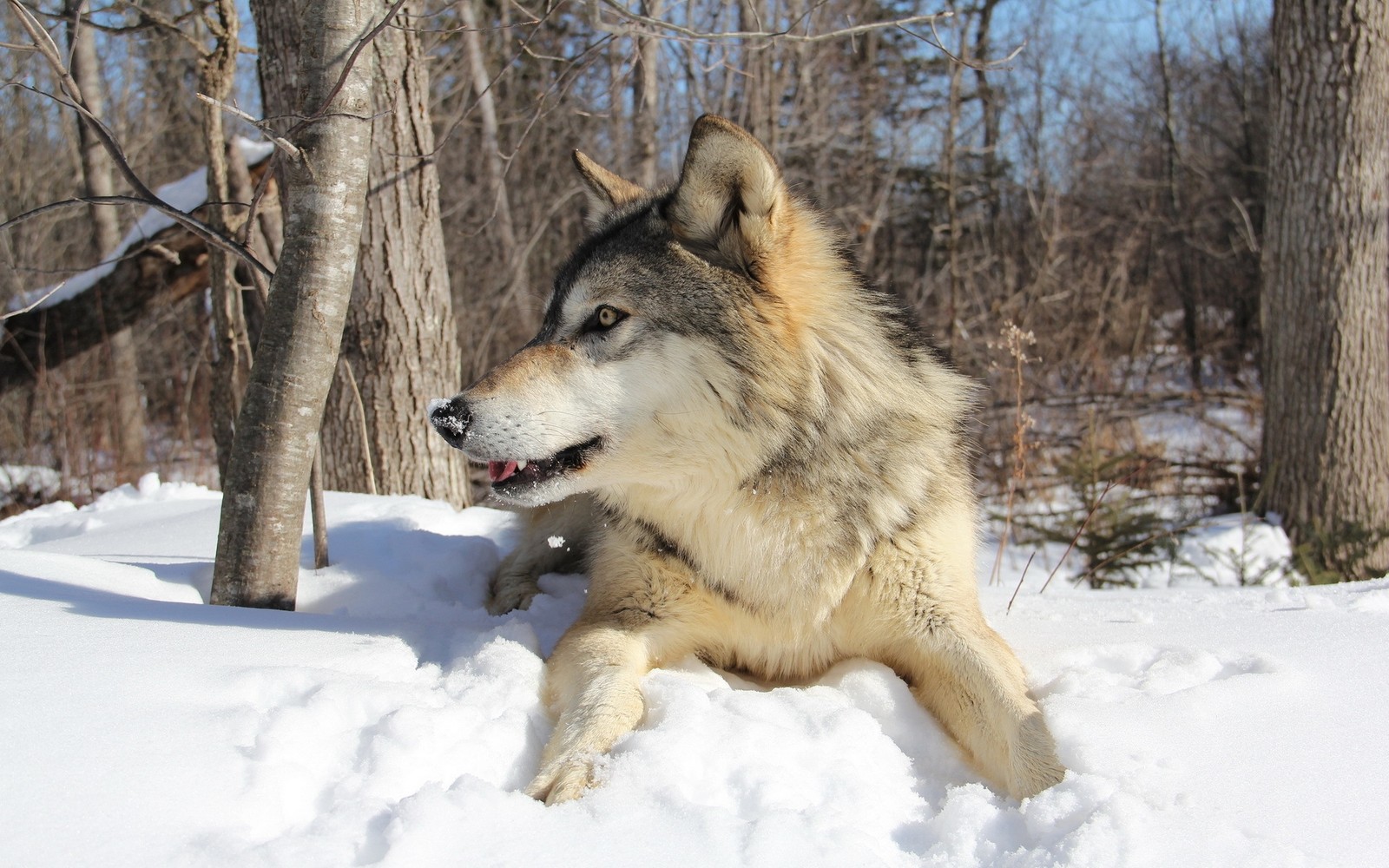 Há um lobo deitado na neve. (cão lobo, cão lobo checoslovaco, mamífero, cão lobo de saarloos, neve)