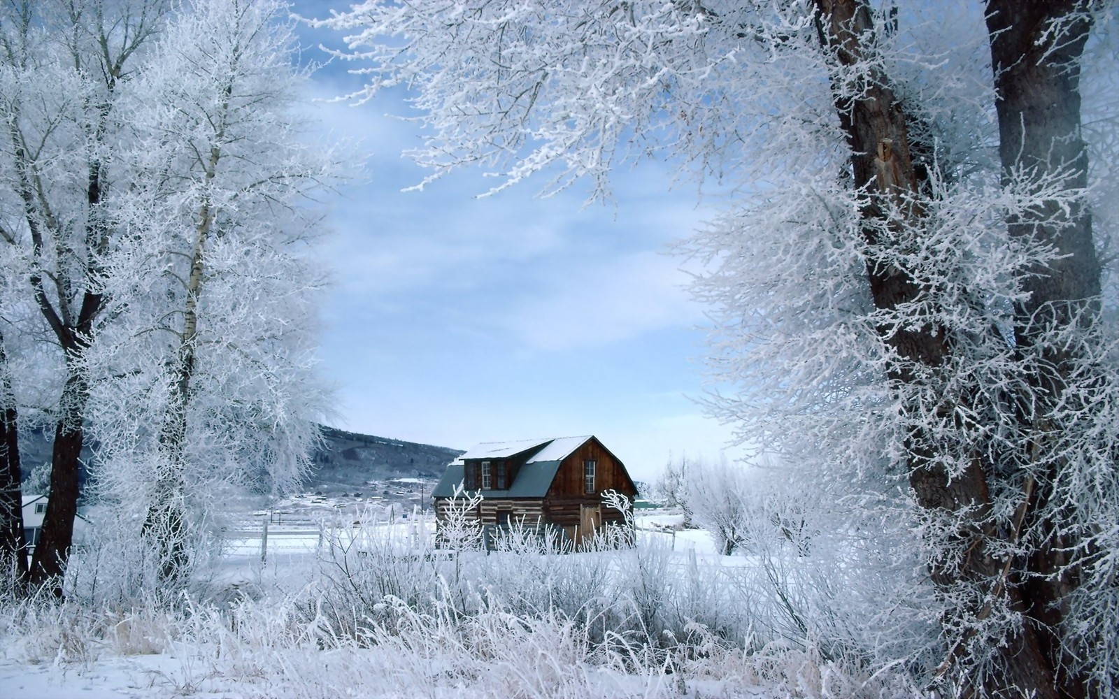 snow, frost, freezing, tree, ice wallpaper