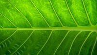 Close-up of a vibrant green banana leaf showcasing intricate textures and moisture droplets.