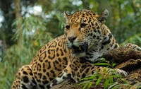 Jaguar resting on a moss-covered log amidst lush greenery, showcasing its distinctive spotted fur and intense gaze.