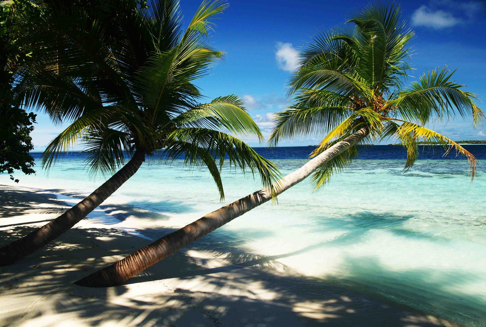 Palmiers sur une plage avec un ciel bleu clair et de l'eau (vacances, plage, île, mer, station)