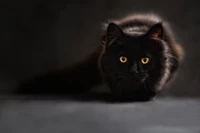 Chat noir furtif avec des yeux jaunes frappants