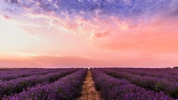 english lavender, cloud, plant, flower, people in nature wallpaper