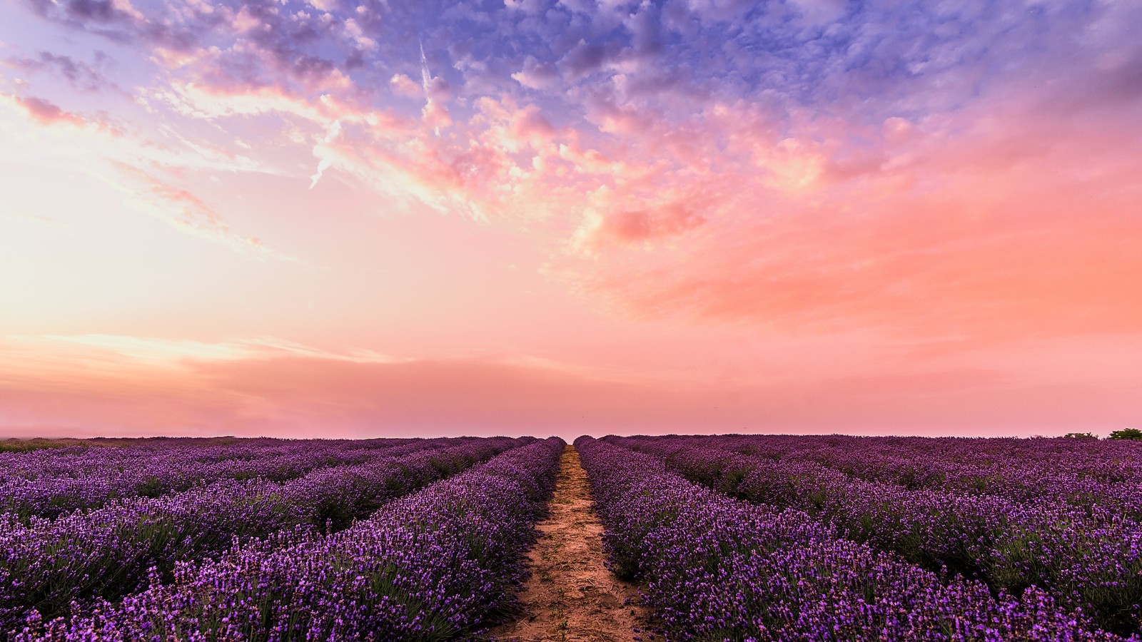 Champ de lavande au coucher du soleil avec un chemin menant à l'horizon (lavande anglaise, nuage, plante, fleur, personnes dans la nature)