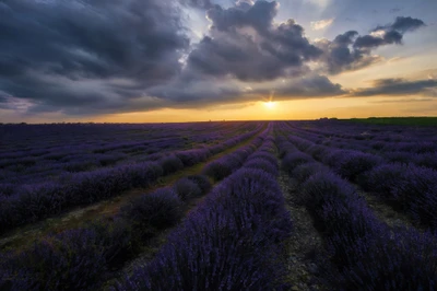 Lavendelfelder bei Sonnenaufgang: Ein ruhiger Horizont unter einem dramatischen Himmel