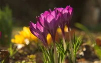 Lebendige lila Krokusse umgeben von Frühlingsflora