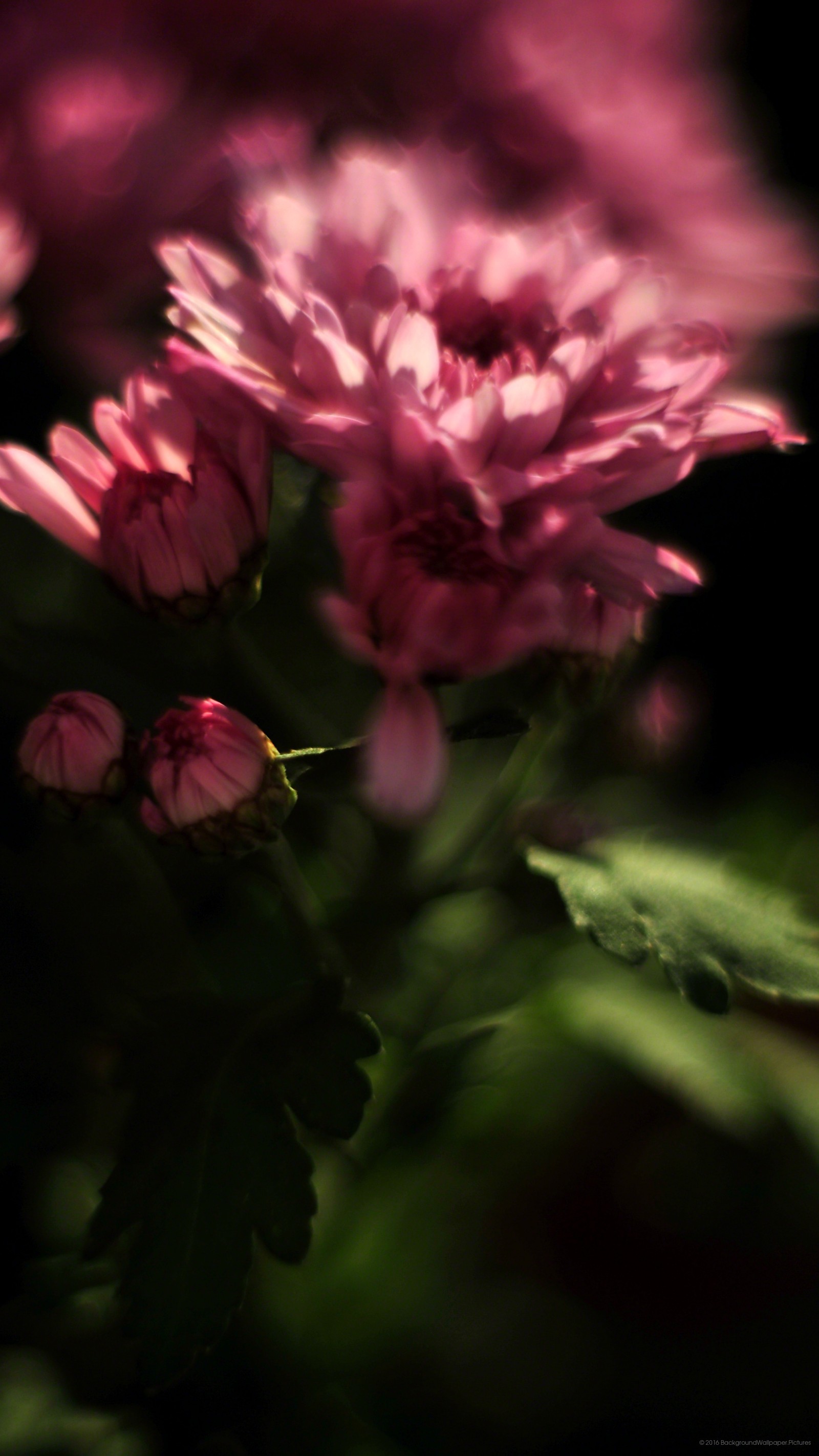 Des fleurs violettes avec des feuilles vertes dans une pièce sombre (smartphone, fleur, rose, nature, pétale)