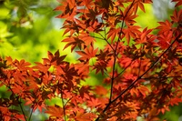 Folhas de bordo vermelhas vibrantes em meio à vegetação exuberante