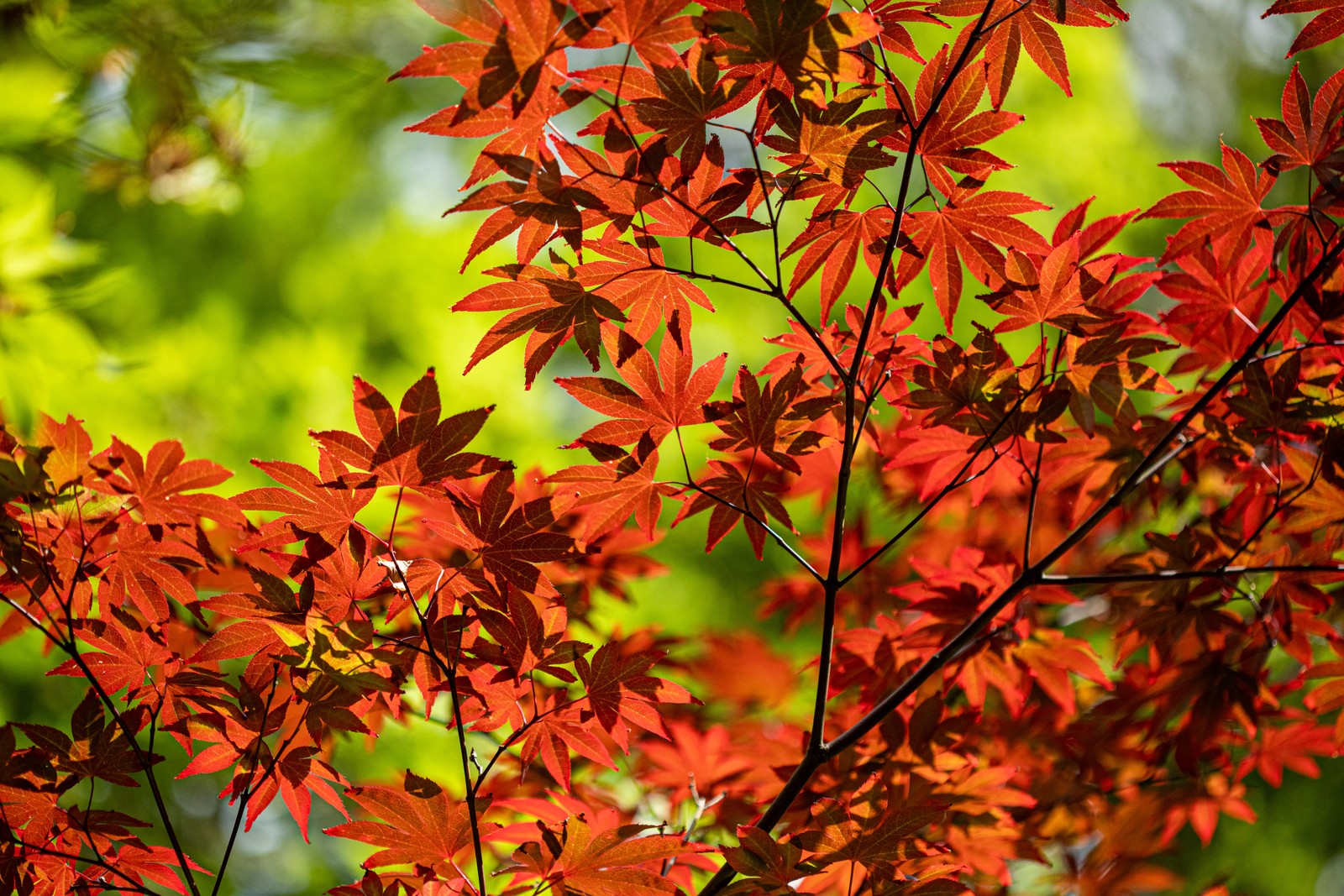 Un primer plano de un árbol con hojas rojas de fondo (planta floreciendo, hoja, árbol, planta, hoja de arce)