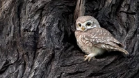 owl, owlet, bird, animals