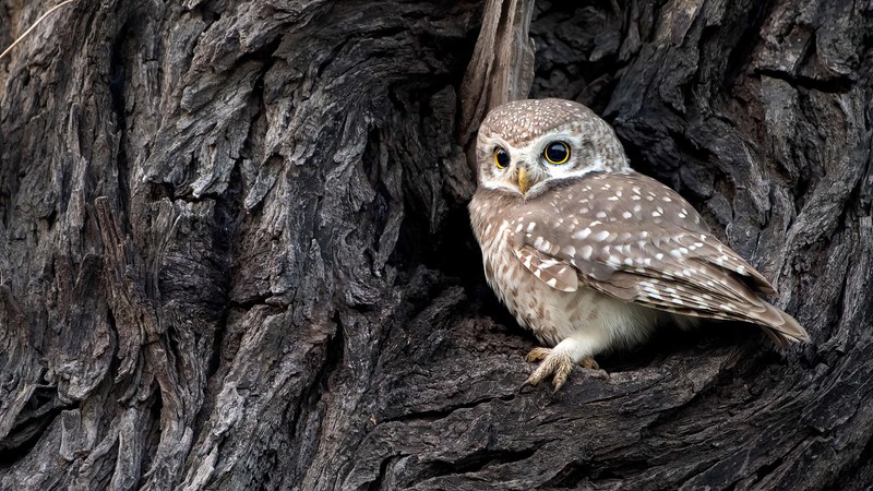 На ветвях дерева сидит маленькая сова (сова, owlet, птица, животные)