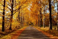 Sentier d'automne à travers un bosquet doré