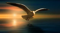 Seagull in Flight at Sunset: Vibrant Reflections and Soft Background