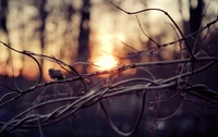 Morning Sunlight Through Twisting Twigs in Shadowy Trees