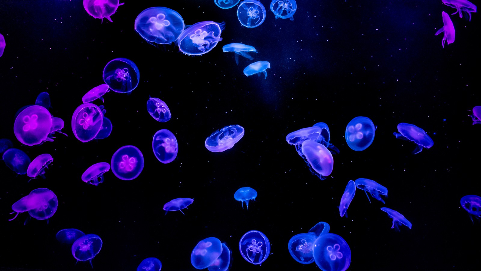 Un gros plan d'un groupe de méduses flottant dans l'eau (méduse, bleu, violet, arrière plan noir, sous leau)