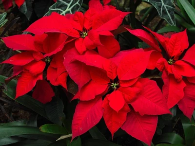 Flores vibrantes de poinsettia vermelha em plena floração