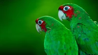 Vibrant Green Macaws in a Lush Natural Setting