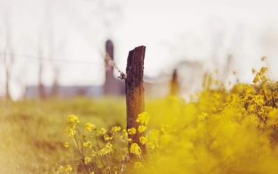 Luz del sol de la mañana sobre flores silvestres amarillas junto a un poste de madera