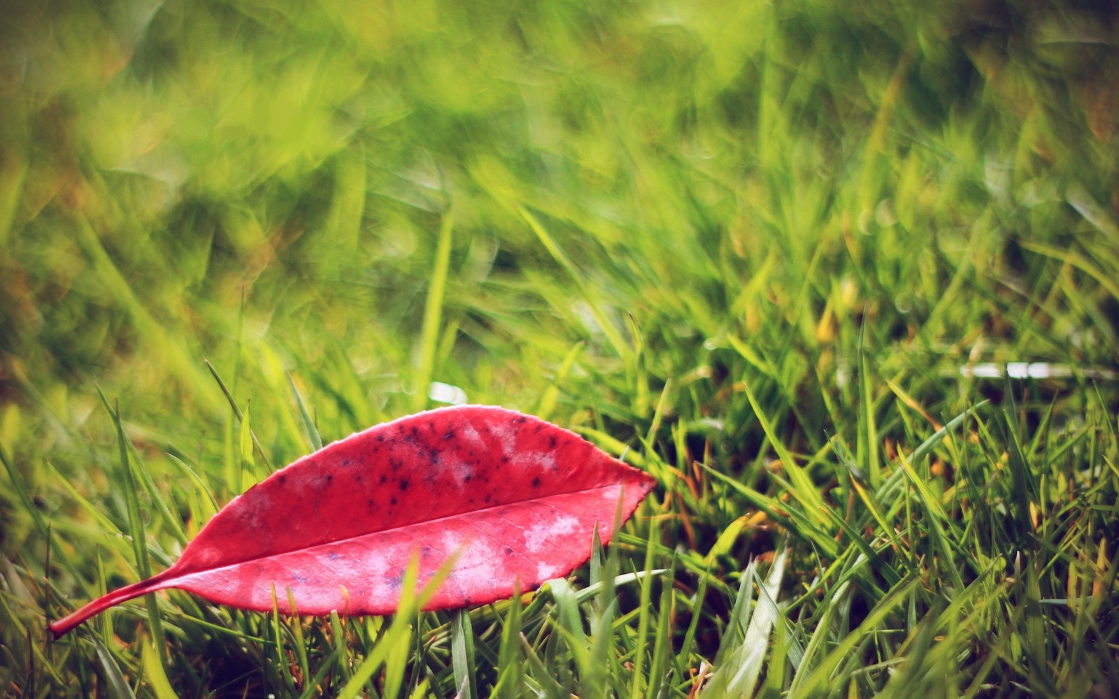 Una hoja roja tirada en la hierba en un día soleado (planta, familia de hierbas, flora, tallo de planta, pradera)