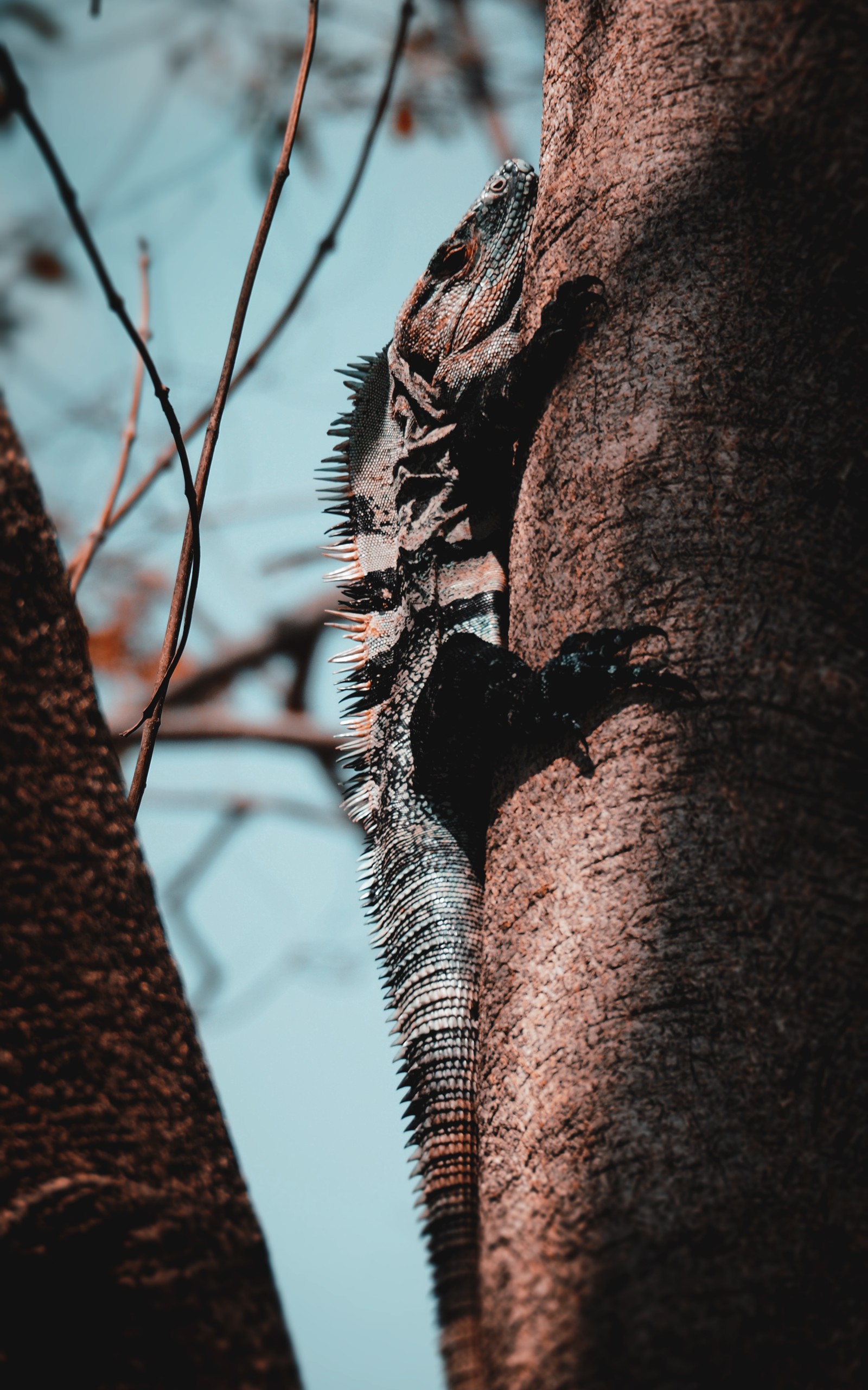 Una lagartija sentada en una rama de árbol (árbol, ramita, madera, cielo, planta leñosa)