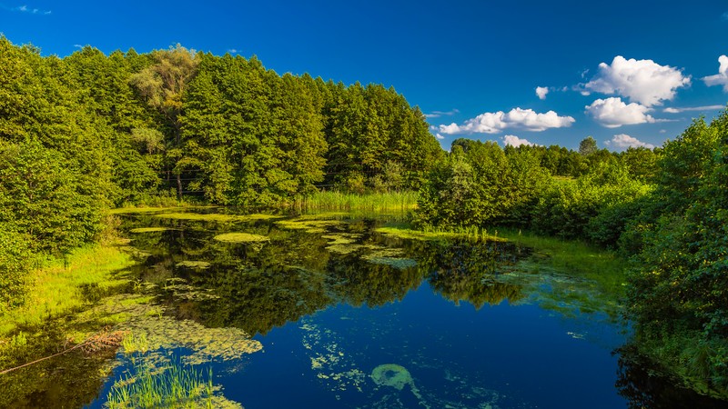 Вид на пруд, окружённый деревьями и водой (отражение, природа, вода, водные ресурсы, растительность)