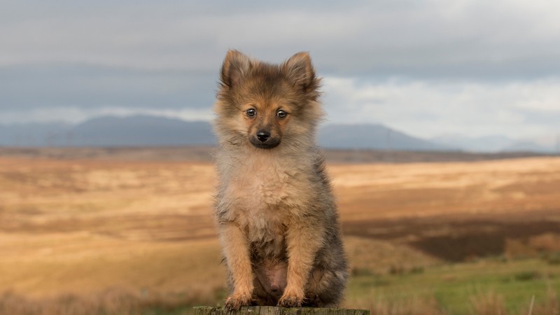 Маленькая собака сидит на деревянном столбе в поле (померанский, pomeranian, щенок, порода собак, немецкий шпиц)