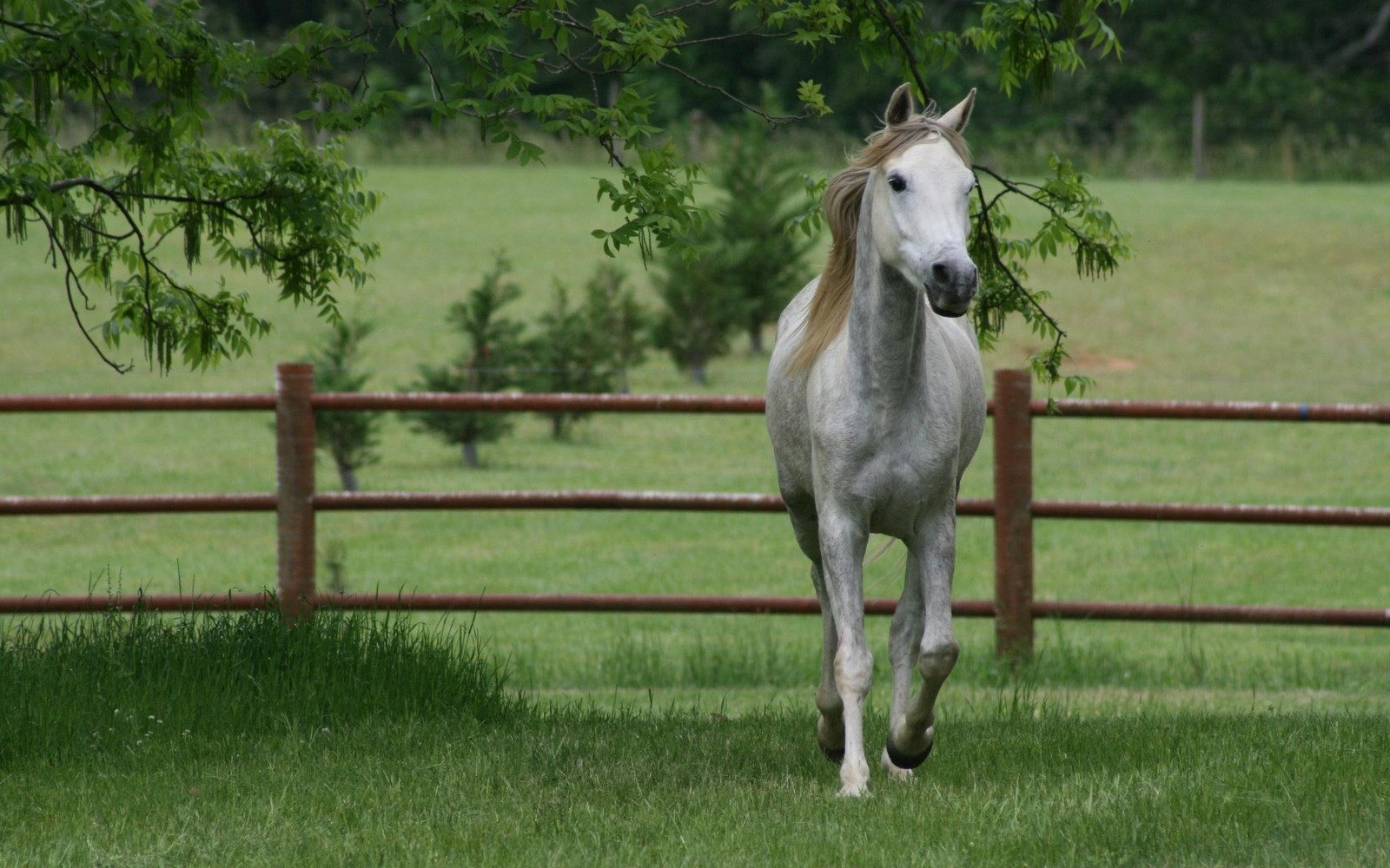 Um cavalo branco caminhando na grama (cavalo, juba, garanhão, pastagem, égua)