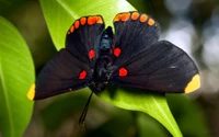 insekt, monarchfalter, motten und schmetterlinge, schmetterling, bestäuber