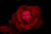 Stunning hybrid tea rose in vibrant red against a black background.