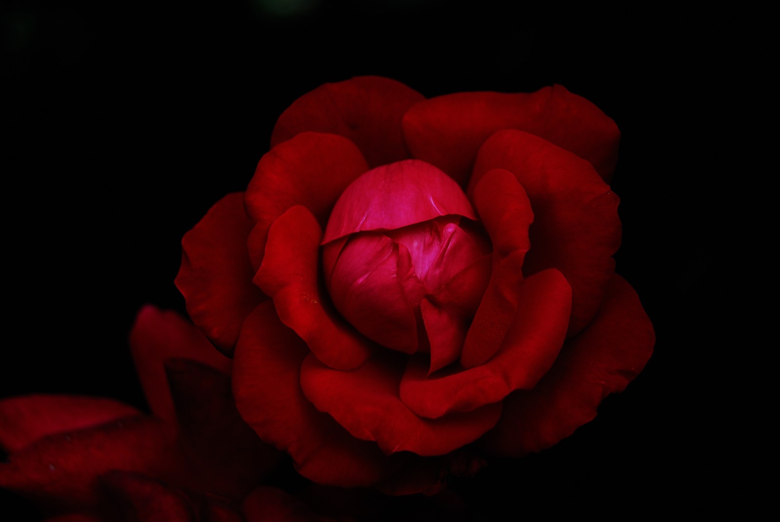 Arafed red rose in the dark with a black background (hybrid tea rose, red rose, black background, rose flower, flowers)